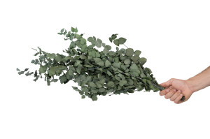 preserved-eucalyptus-stuartiana-6.