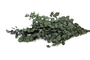 stabilisierte-eukalyptus-stuartiana-6