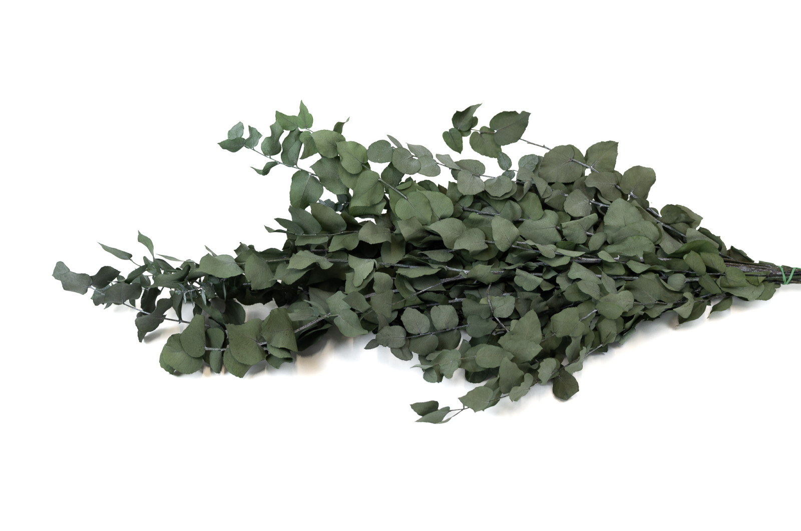 stabilisierte-eukalyptus-stuartiana-6