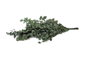 preserved-eucalyptus-stuartiana-6.