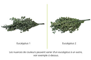 stabilisierte-eukalyptus-stuartiana-6.