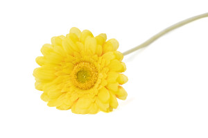 artificial-gerbera-40