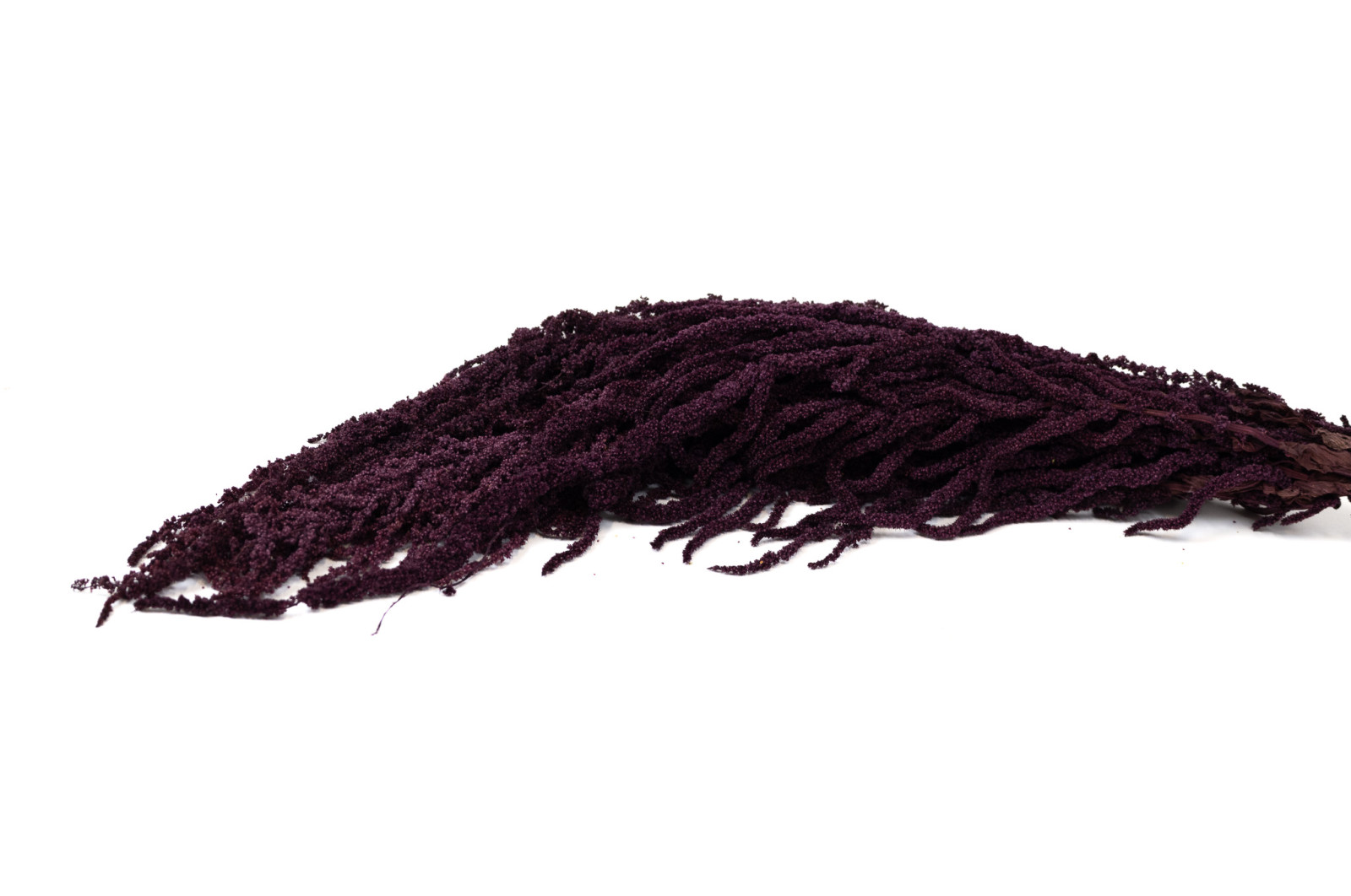 preserved-amaranthus-8