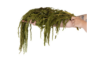 preserved-amaranthus-8.