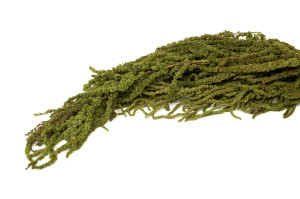 stabilisierter-amarant-8.