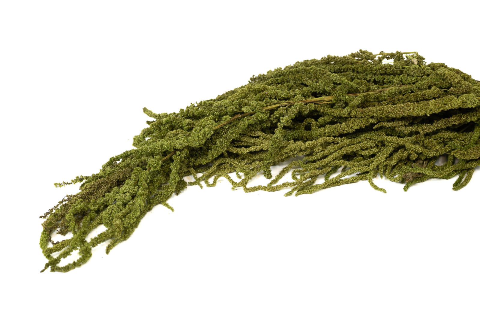 preserved-amaranthus-8