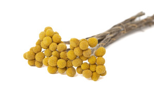 preserved-craspedia-8