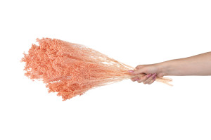 broom-sec-8.