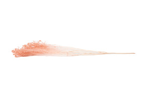 broom-sec-8.