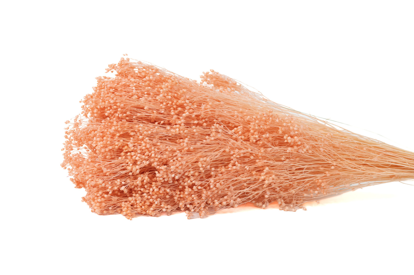 preserved-broom-8