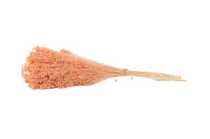 preserved-broom-8.