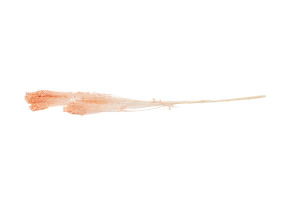 preserved-broom-8.