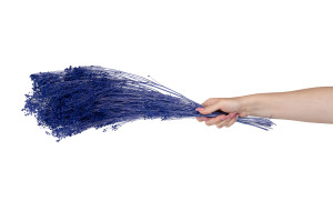 preserved-broom-8.