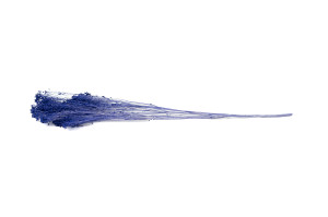 preserved-broom-8.