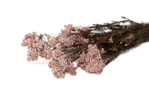 preserved-diosmirice-flower-8
