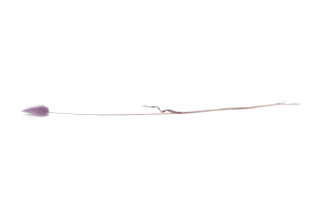 getrockenete-lagurus-8.