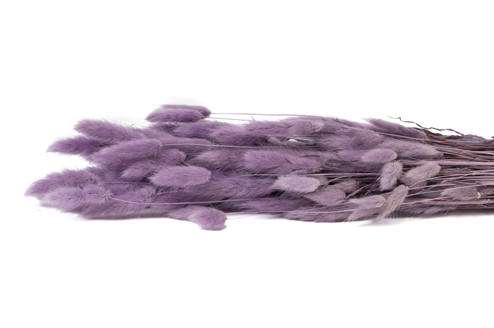 dried-lagurus-8