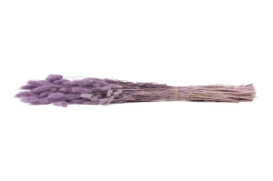 lagurus-sec-8.