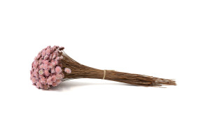 marguerite-seche-8.