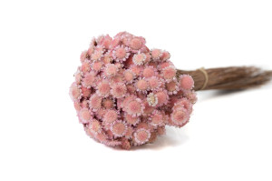 marguerite-seche-8.