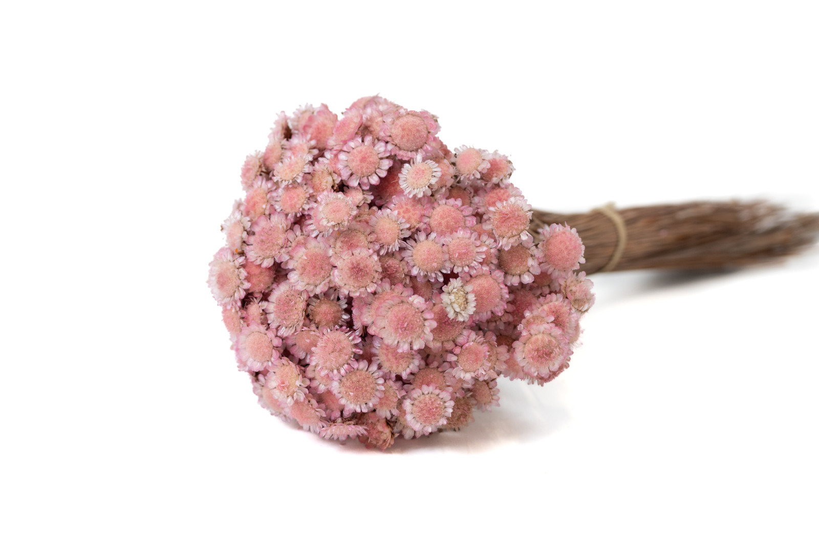 trockene-margaret-8