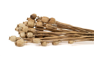 getrockneter-mohn-08