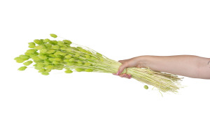 trockenes-phalaris-8.