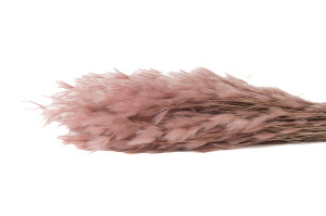 dried-plumeau-grass-8.