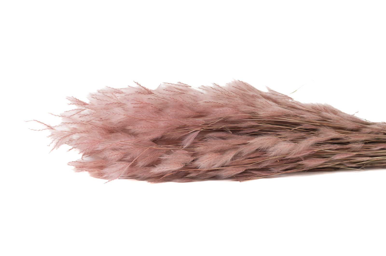 dried-plumeau-grass-8