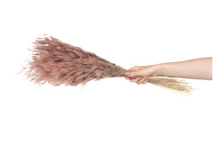 dried-plumeau-grass-8.