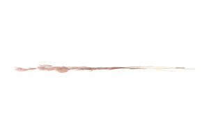 trockene-plumeau-gras-8.