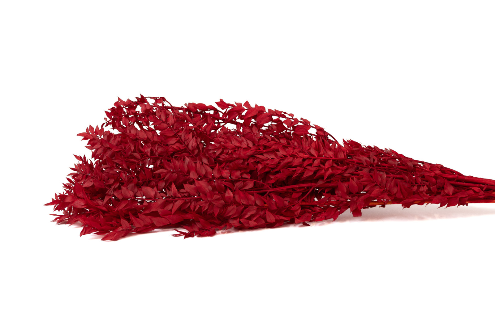 preserved-ruscus-8