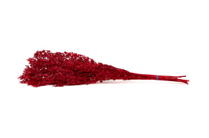 preserved-ruscus-8.