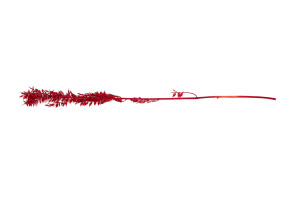 ruscus-stabilise-8.