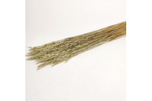 dried-cultivated-oat-12.