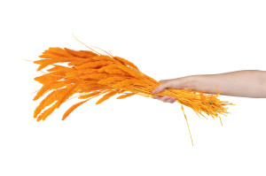 setaria-sec-8.