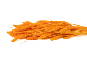 setaria-sec-8.