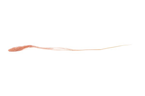 setaria-sec-8.