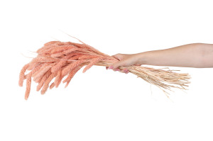 setaria-sec-8.