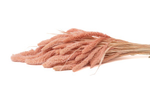 setaria-sec-8.