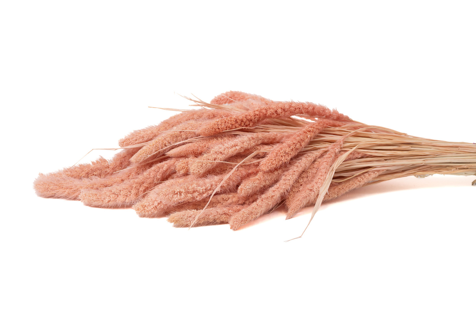 setaria-sec-8