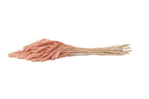 setaria-sec-8.