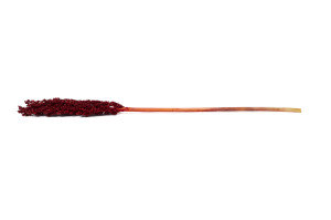 dried-sorghum-8.