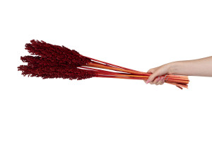 trocken-sorghum-8.