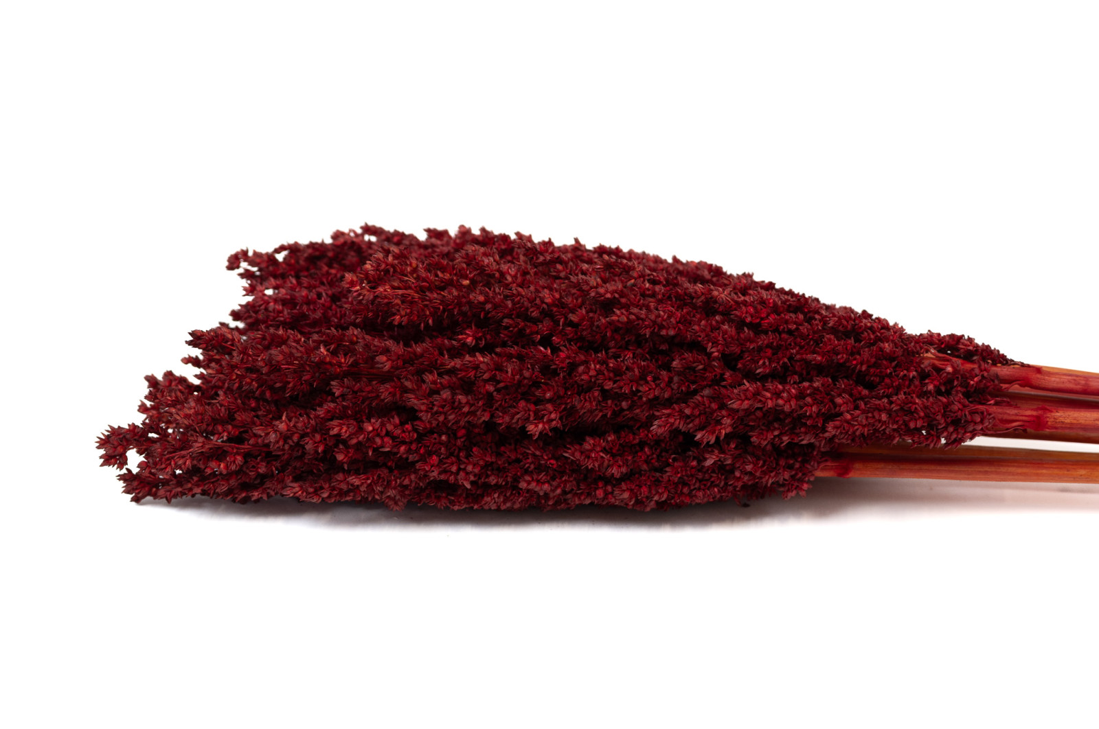dried-sorghum-8