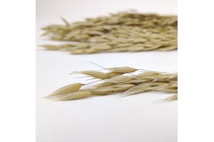 dried-cultivated-oat-natural.