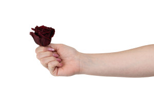 tetes-de-roses-stabilisees-s-36.