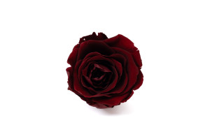 tetes-de-roses-stabilisees-s-36.