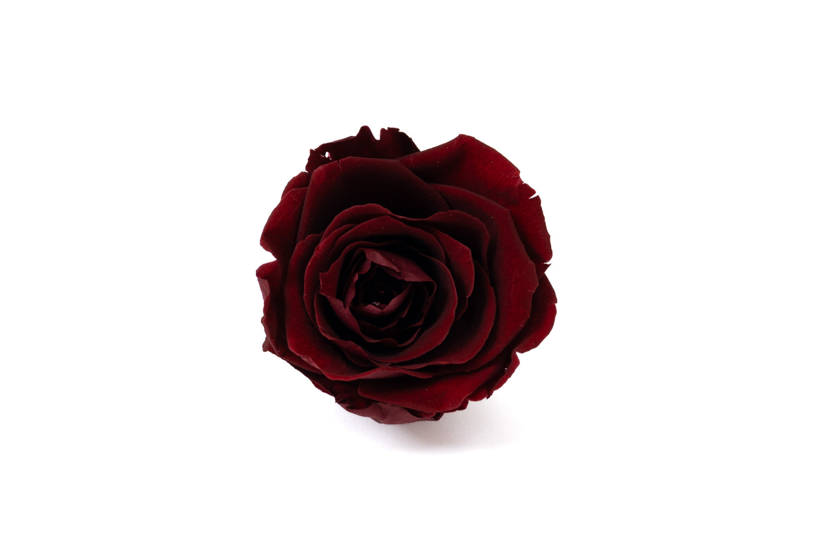 tetes-de-roses-stabilisees-s-36