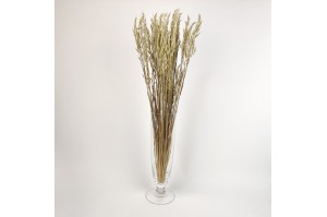 dried-cultivated-oat-12.